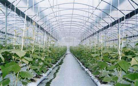 如何进行蔬菜温室大棚建设?这是很多农户所关心的问题