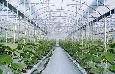 农民给温室大棚蔬菜洒水避免下雨天，降低湿度的方法与降温相同